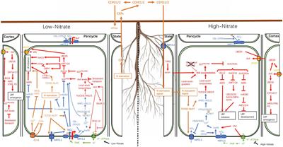 Role of Auxin and Nitrate Signaling in the Development of <mark class="highlighted">Root System Architecture</mark>